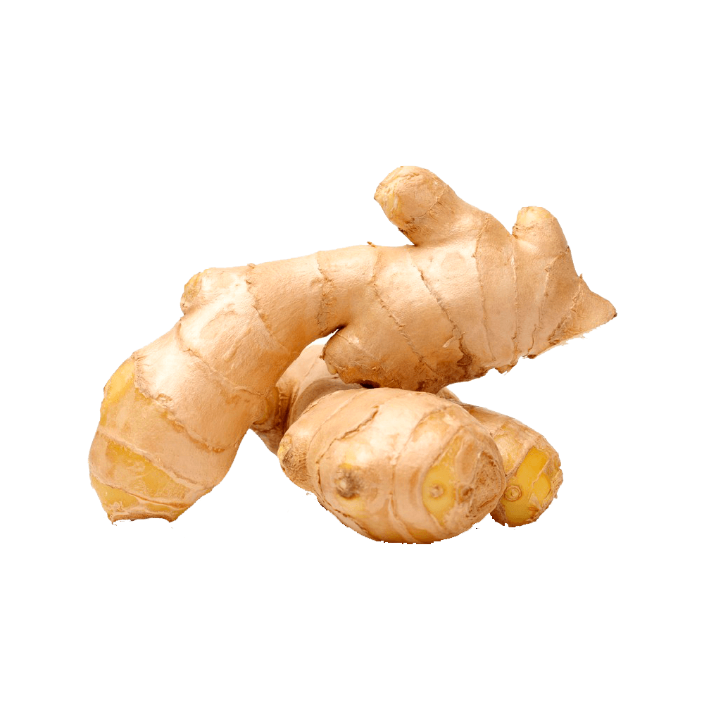 GENGIBRE-EM-RAIZ