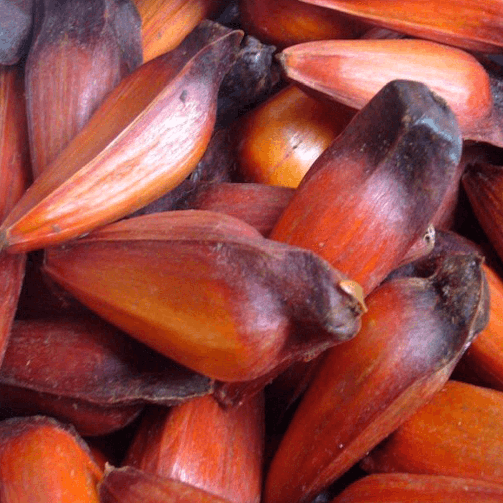 Pinhao-500g