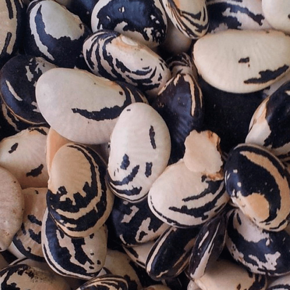 Fava Rajada Preta 500g