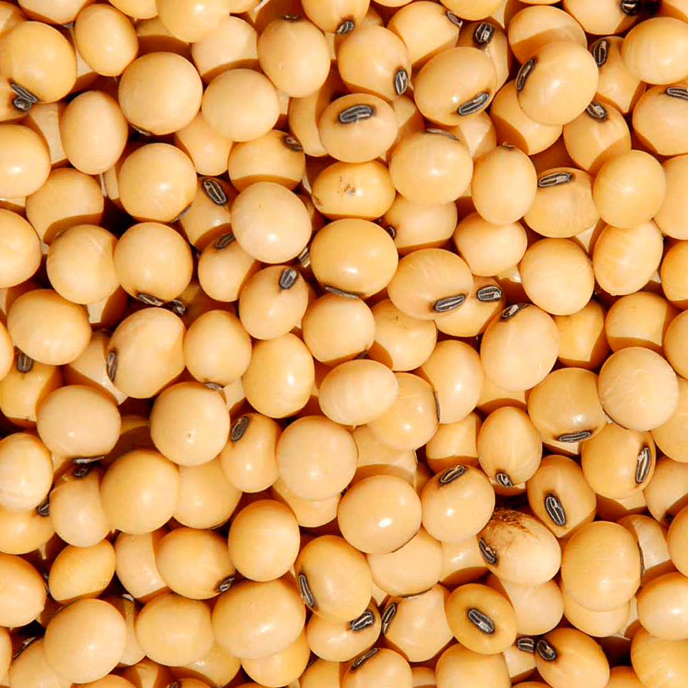 Soja Amarela em Grão 500g