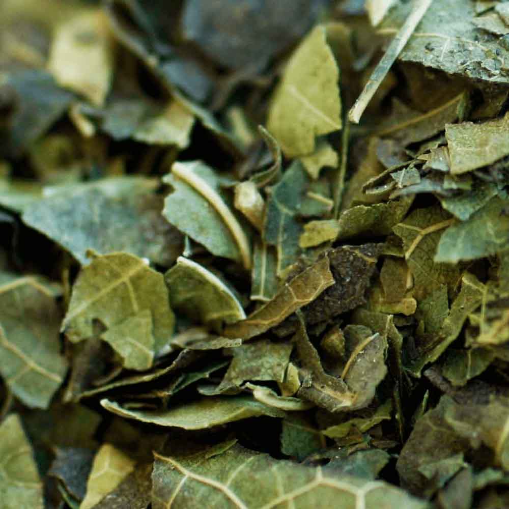 CHA-VERDE