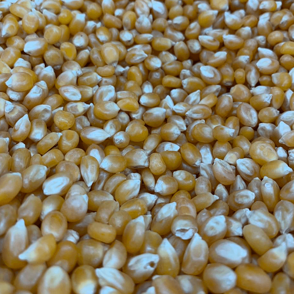 Milho-de-Pipoca-500g