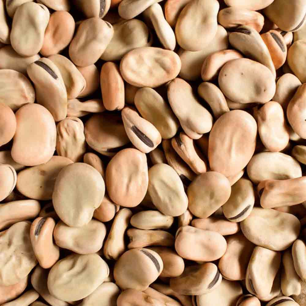 Fava Portuguesa 25Kg