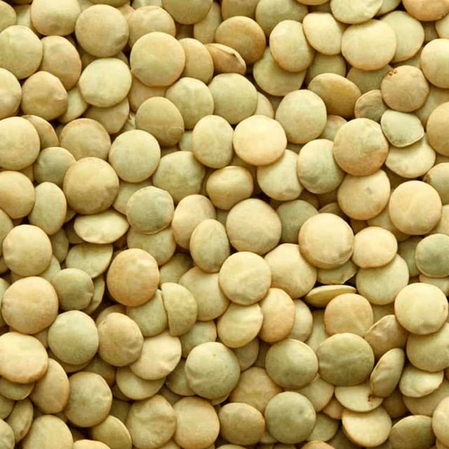 Lentilha Canadense 25Kg