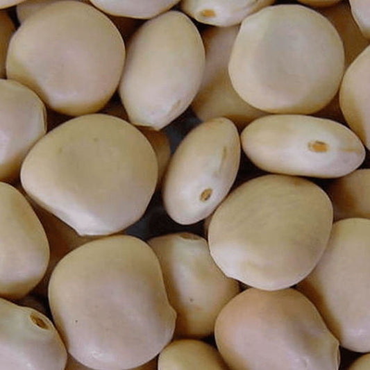 Fava Branca 30Kg