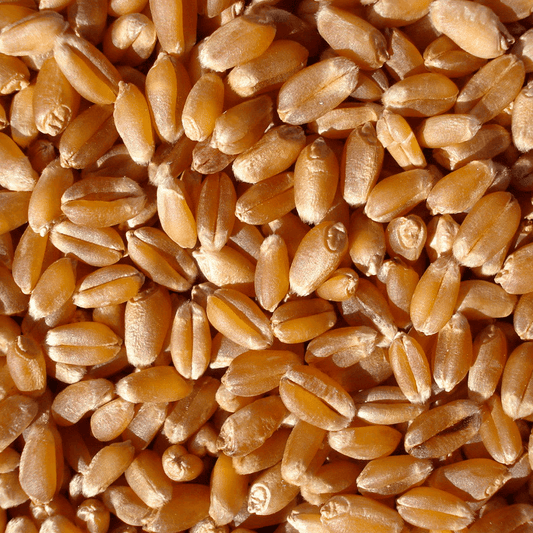 Trigo-em-Grao-500g