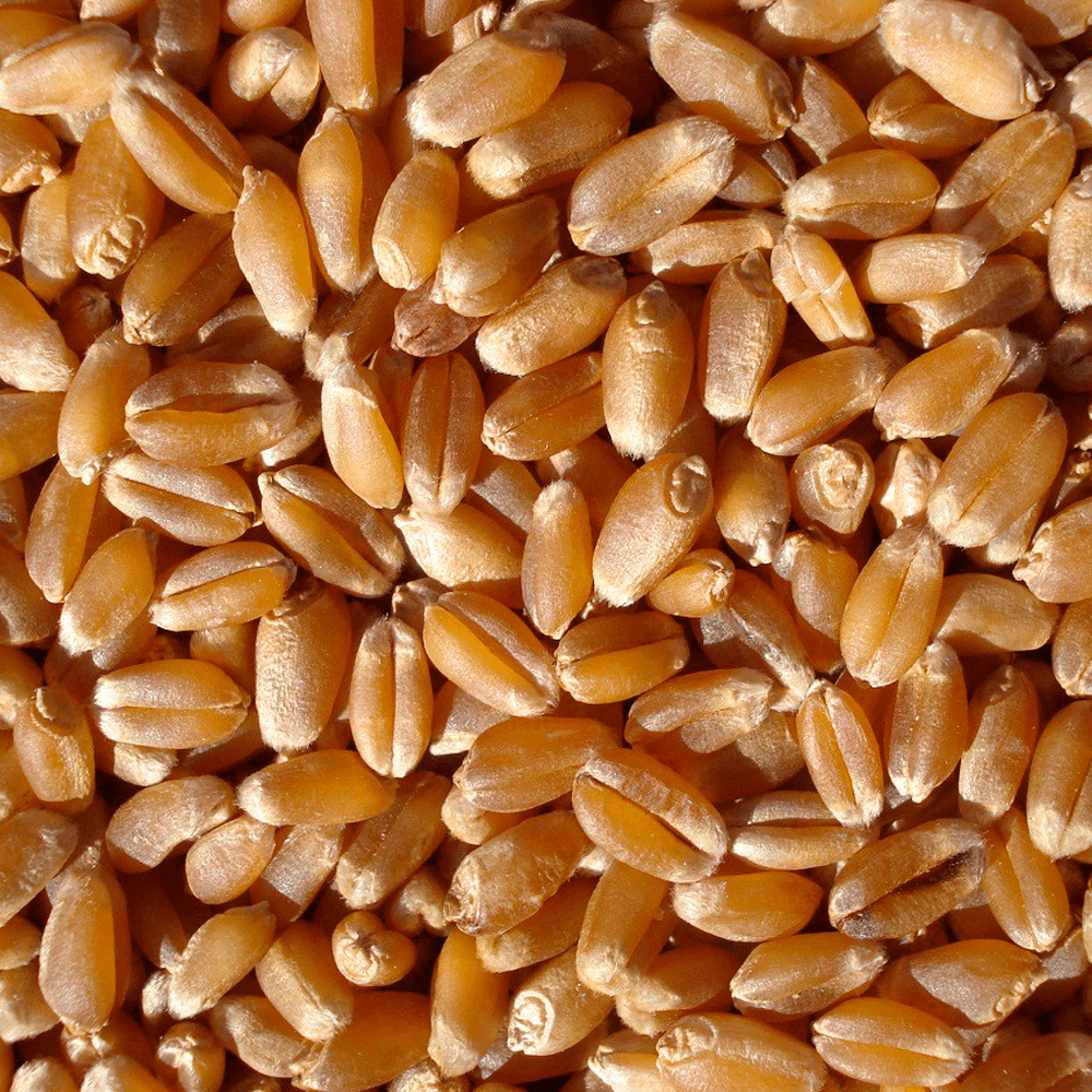 Trigo-em-Grao-500g
