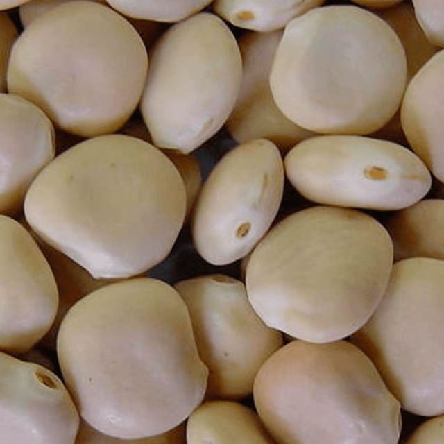 Fava Branca 500g